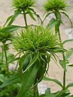 Oeillet du poete (5) (Photo F. Mrugala)